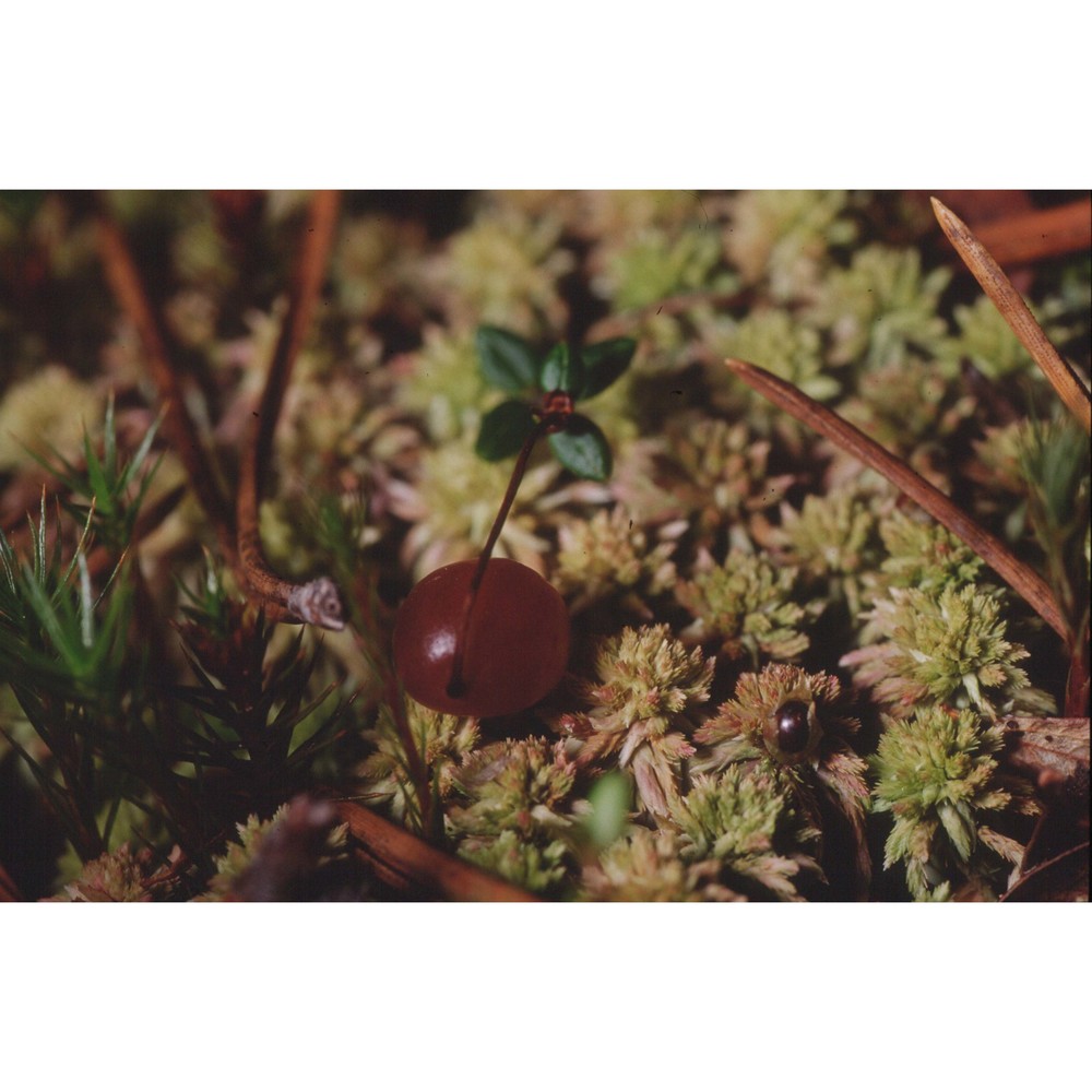 vaccinium microcarpum (turcz. ex rupr.) schmalh.