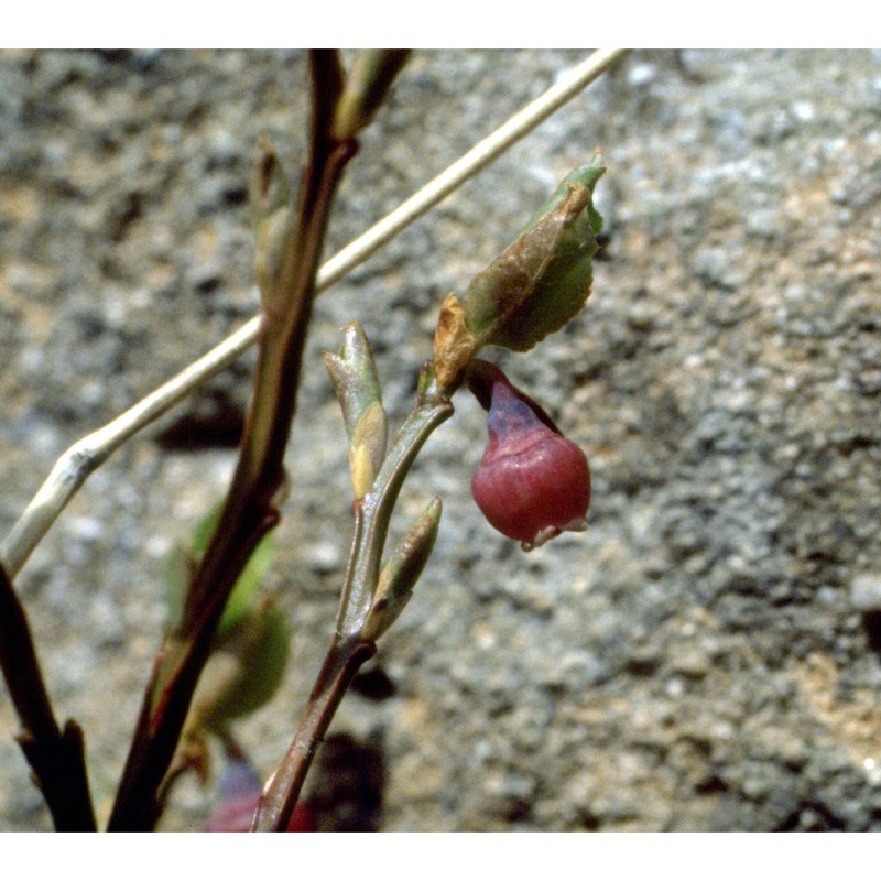 vaccinium myrtillus l.