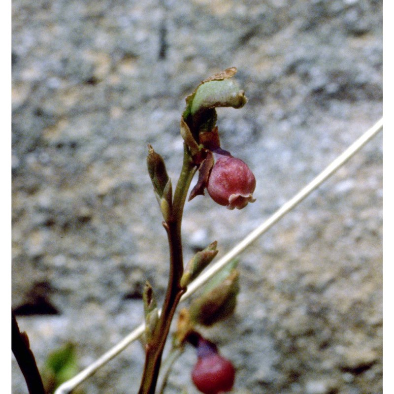 vaccinium myrtillus l.