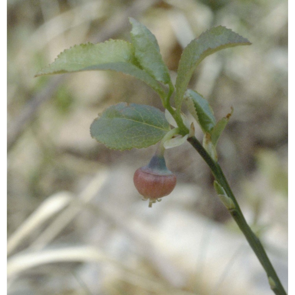 vaccinium myrtillus l.