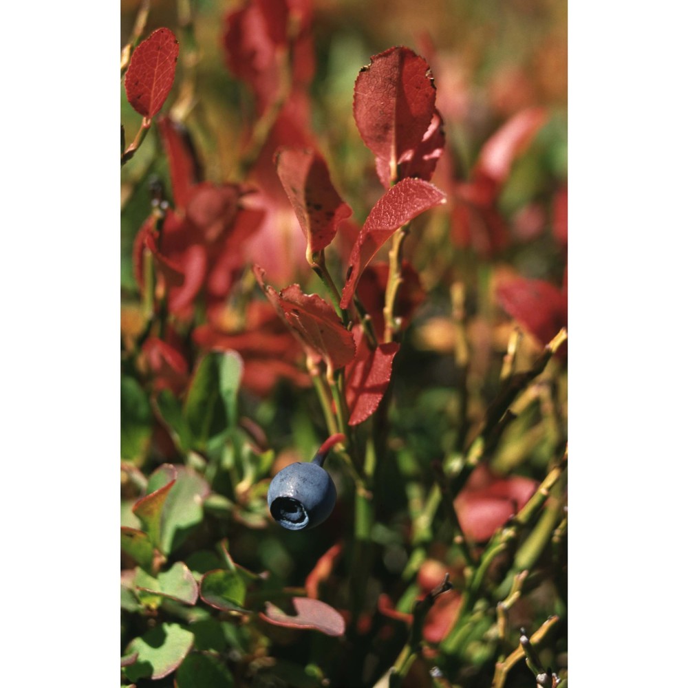 vaccinium myrtillus l.