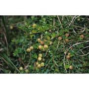 vaccinium oxycoccos l.