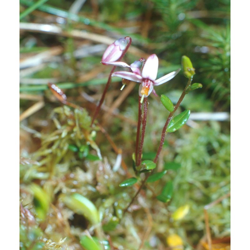 vaccinium oxycoccos l.