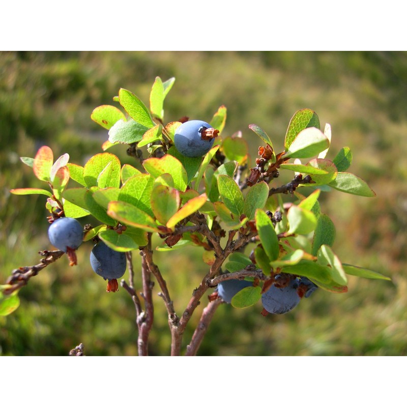 vaccinium uliginosum l. s.s.