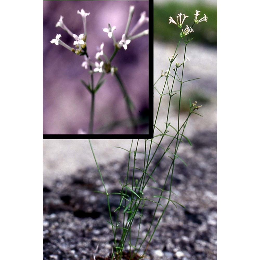 asperula aristata l. fil.