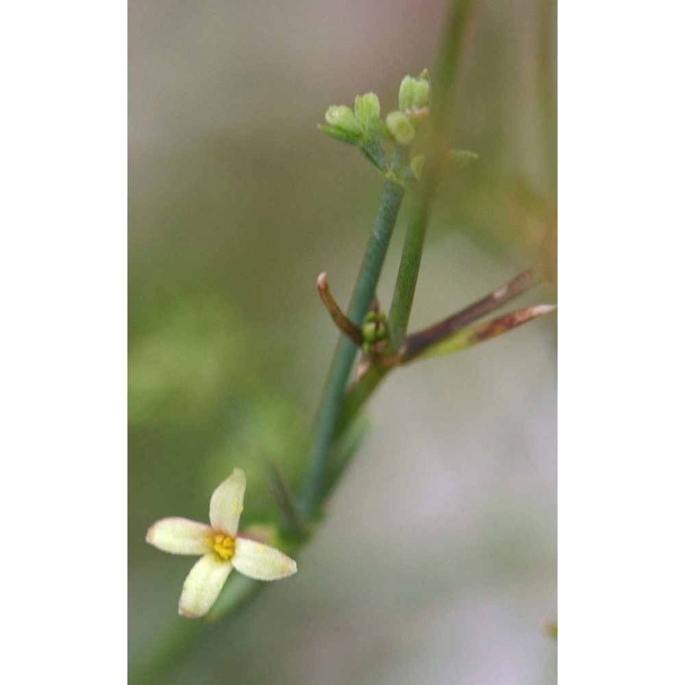 asperula aristata l. fil.