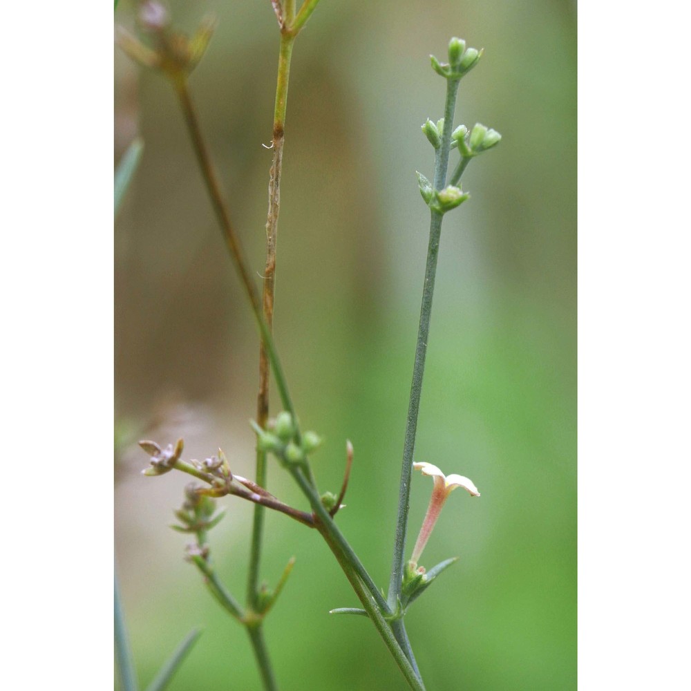 asperula aristata l. fil.