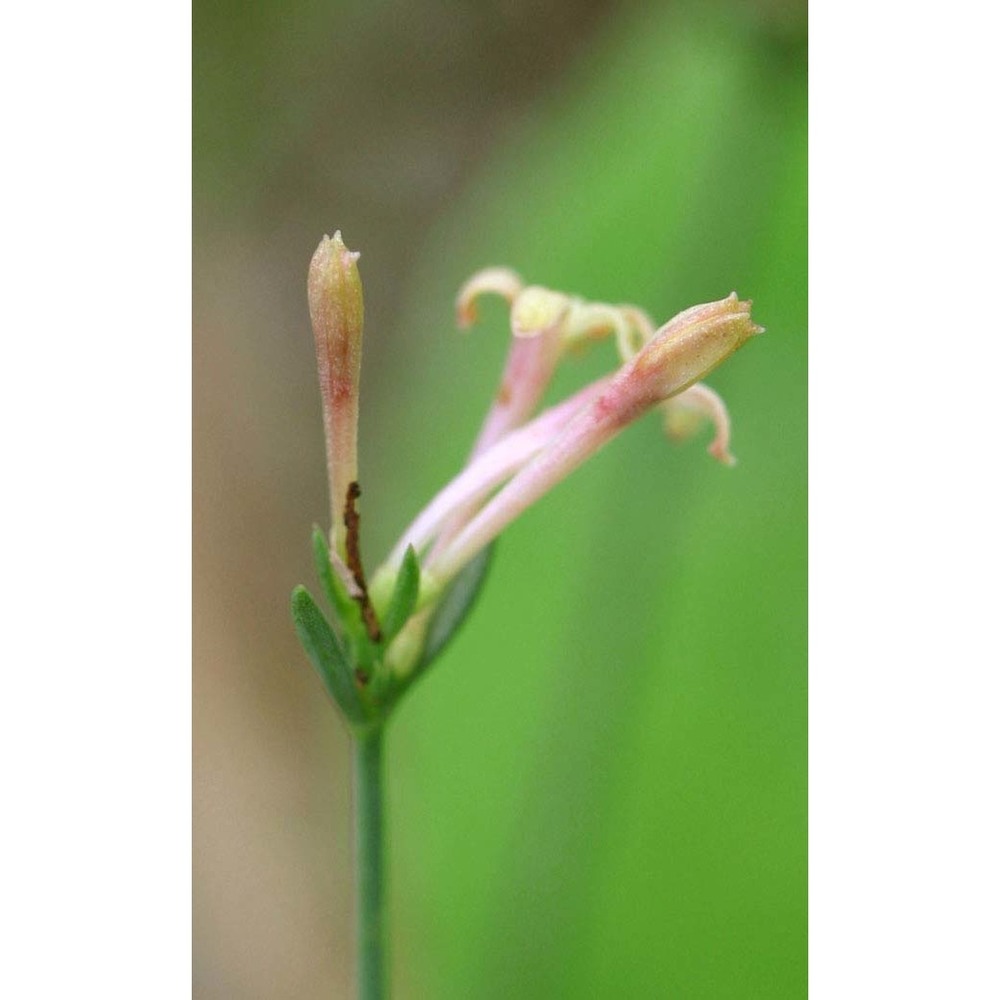 asperula aristata l. fil.