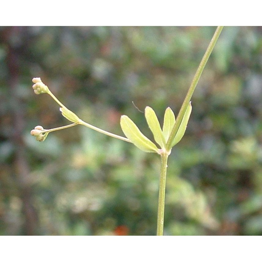 asperula arvensis l.