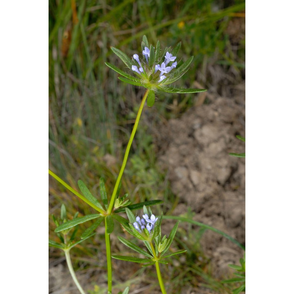 asperula arvensis l.