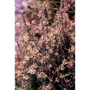 asperula crassifolia l.