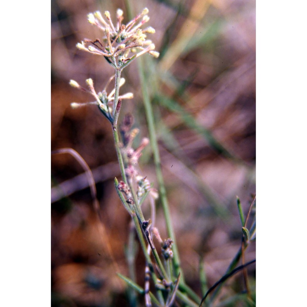 asperula crassifolia l.