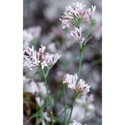 asperula cynanchica l.