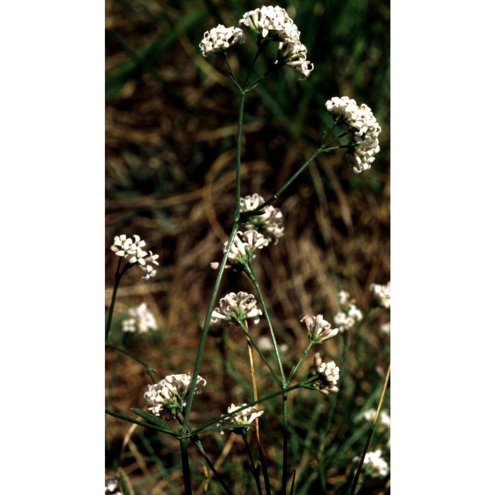 asperula cynanchica l.