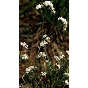 asperula cynanchica l.