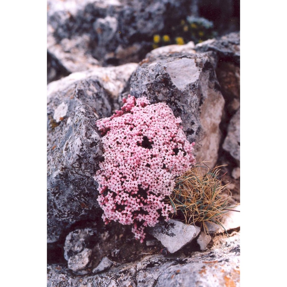 asperula gussonei boiss.