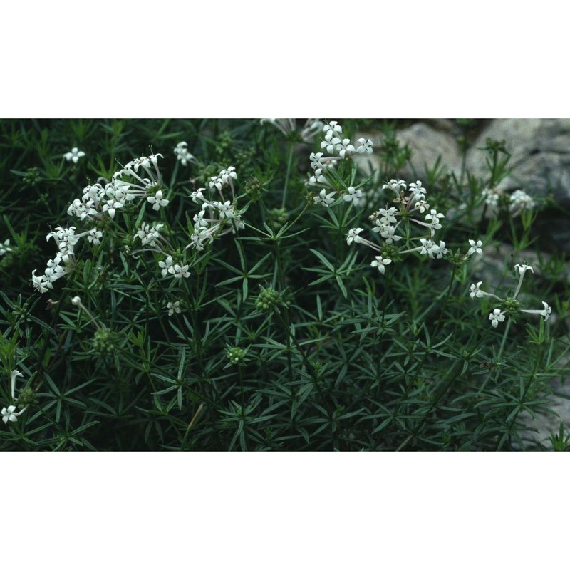 asperula hexaphylla all.