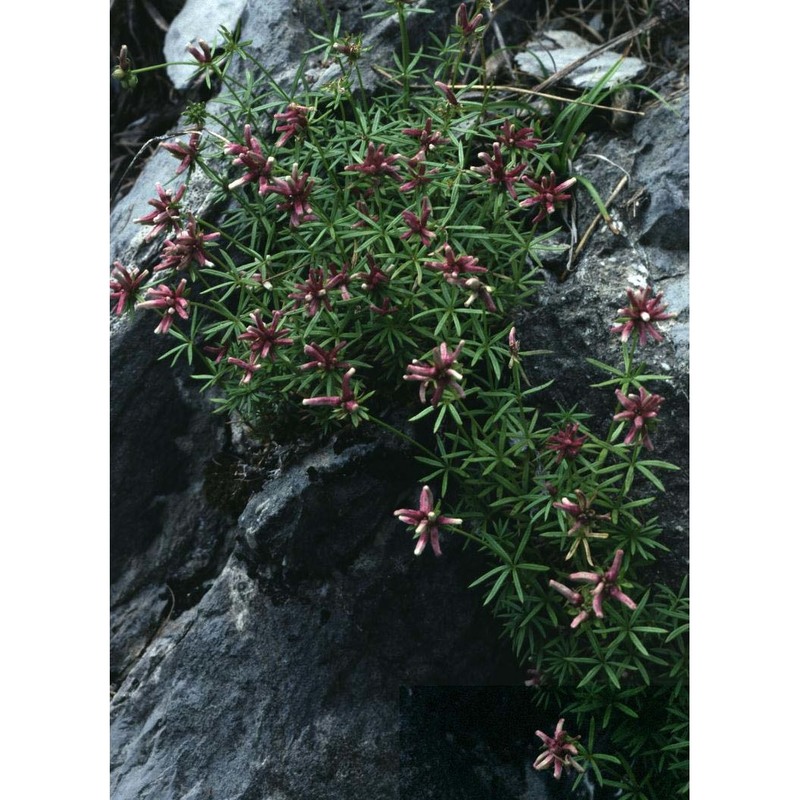 asperula hexaphylla all.