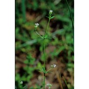 asperula laevigata l.