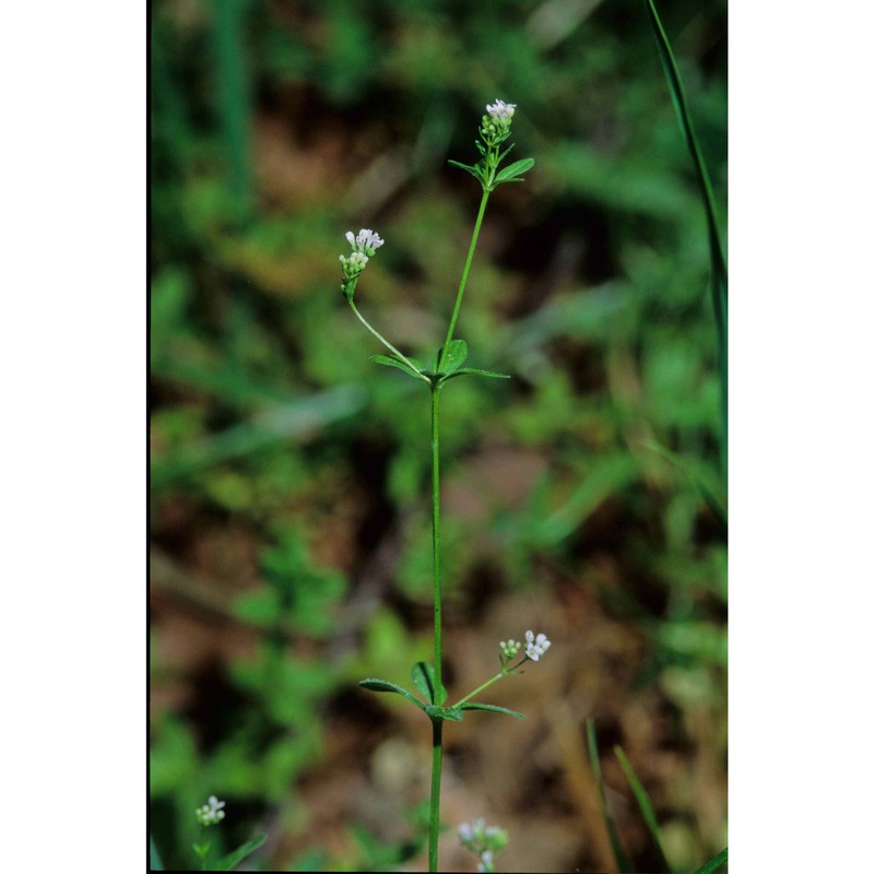 asperula laevigata l.