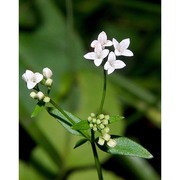 asperula laevigata l.