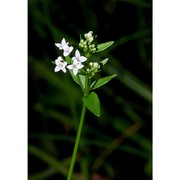 asperula laevigata l.