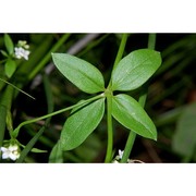 asperula laevigata l.