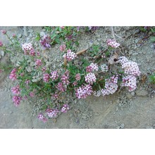 asperula neglecta guss.