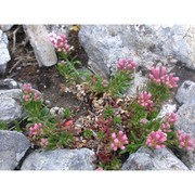 asperula peloritana c. brullo, brullo, giusso et scuderi