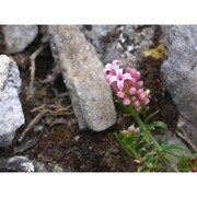 asperula peloritana c. brullo, brullo, giusso et scuderi