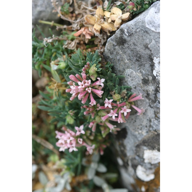 asperula peloritana c. brullo, brullo, giusso et scuderi