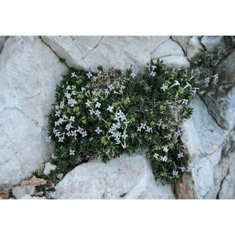 asperula pumila moris