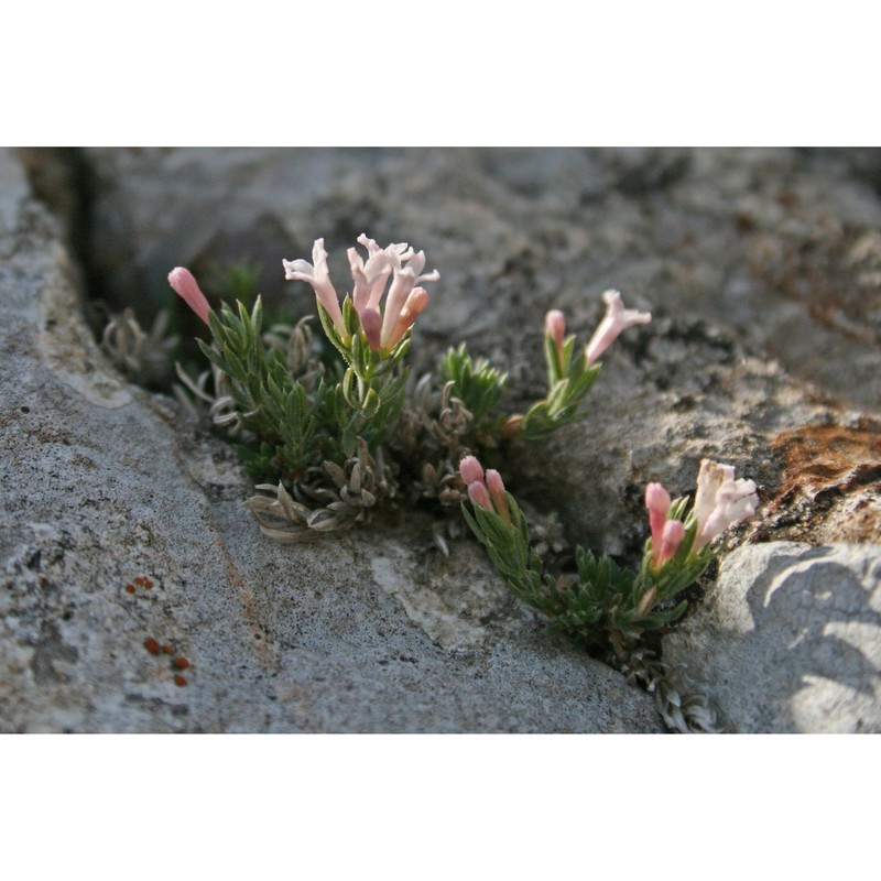 asperula pumila moris