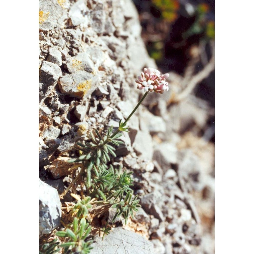 asperula rupestris tineo