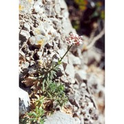 asperula rupestris tineo