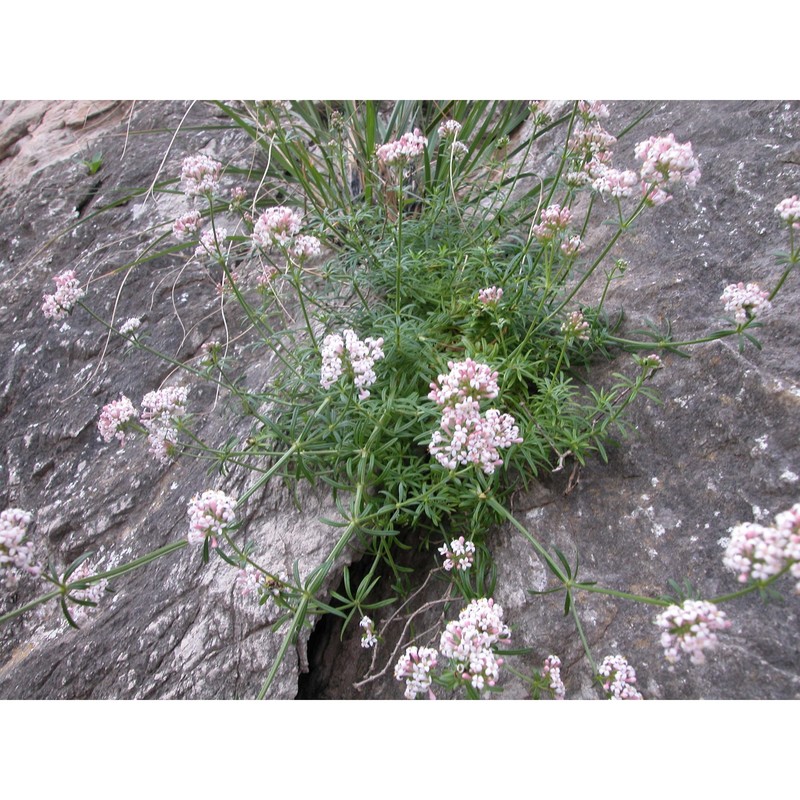 asperula rupestris tineo