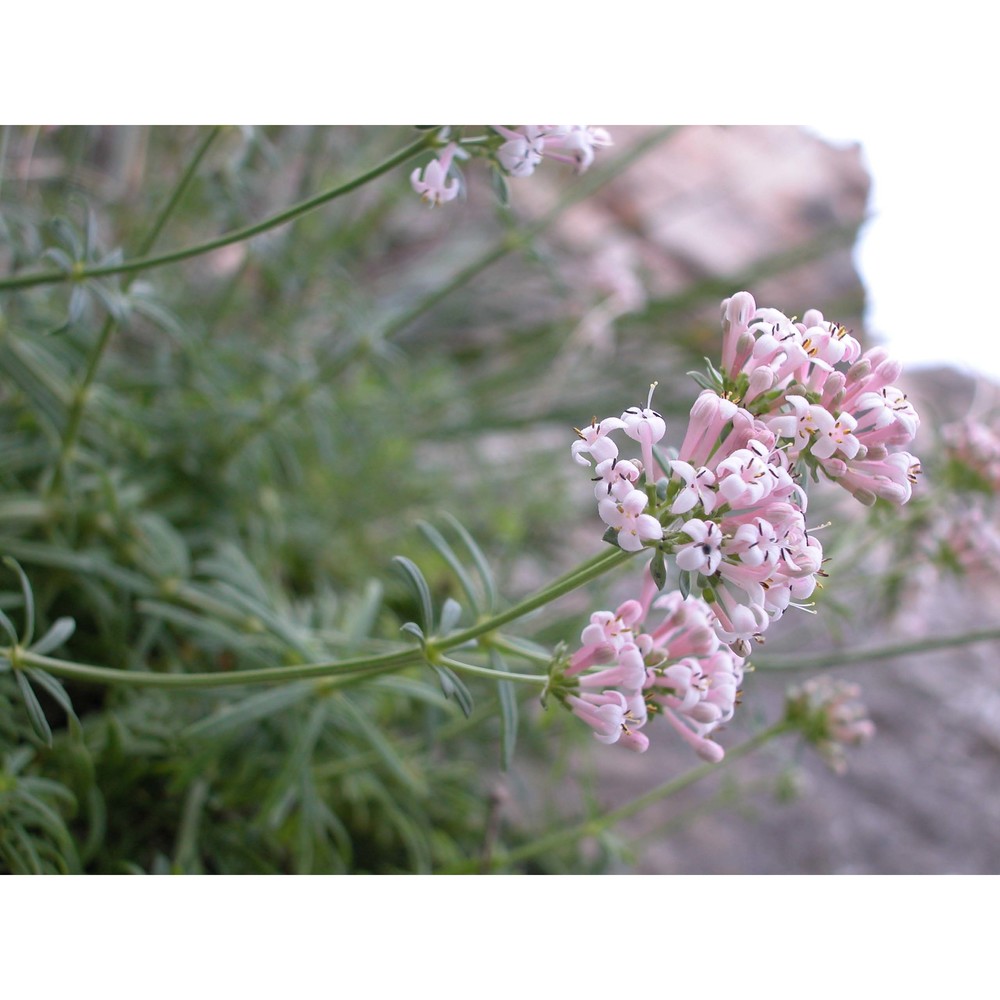 asperula rupestris tineo