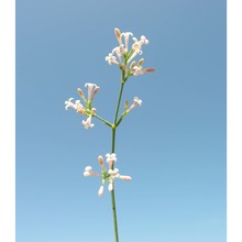 asperula staliana vis. subsp. diomedea korica, lausi et ehrend.