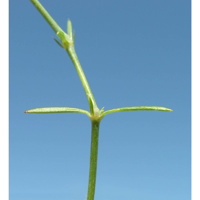 asperula staliana vis. subsp. diomedea korica, lausi et ehrend.