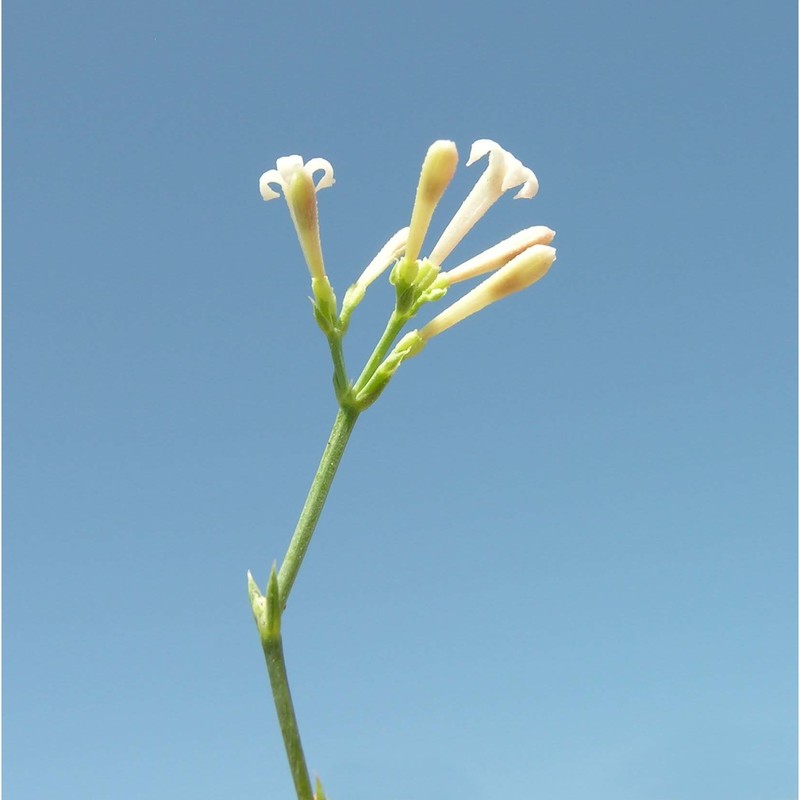 asperula staliana vis. subsp. diomedea korica, lausi et ehrend.