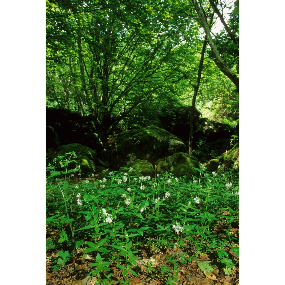 asperula taurina l.