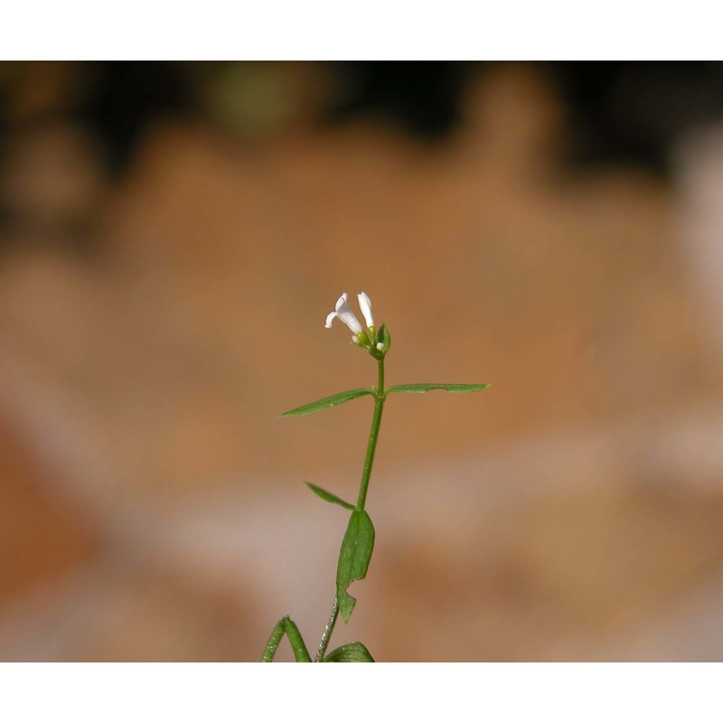 asperula tinctoria l.