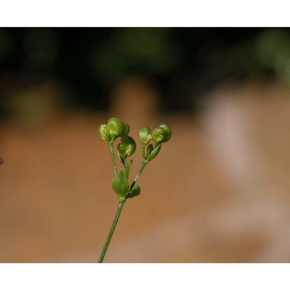 asperula tinctoria l.