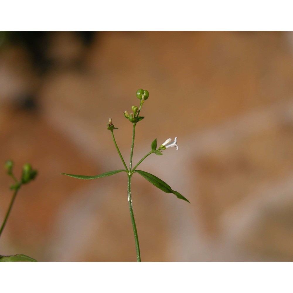 asperula tinctoria l.