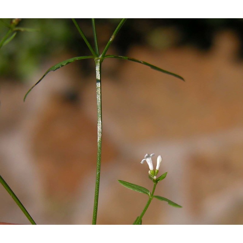 asperula tinctoria l.