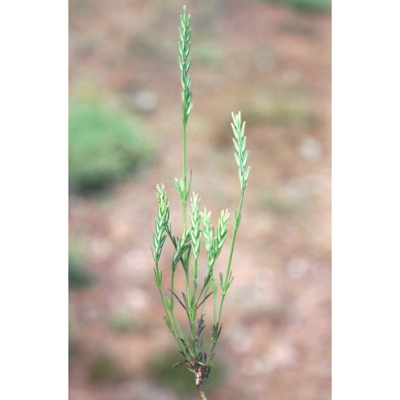 crucianella angustifolia l.