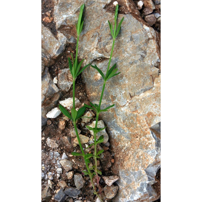 crucianella latifolia l.