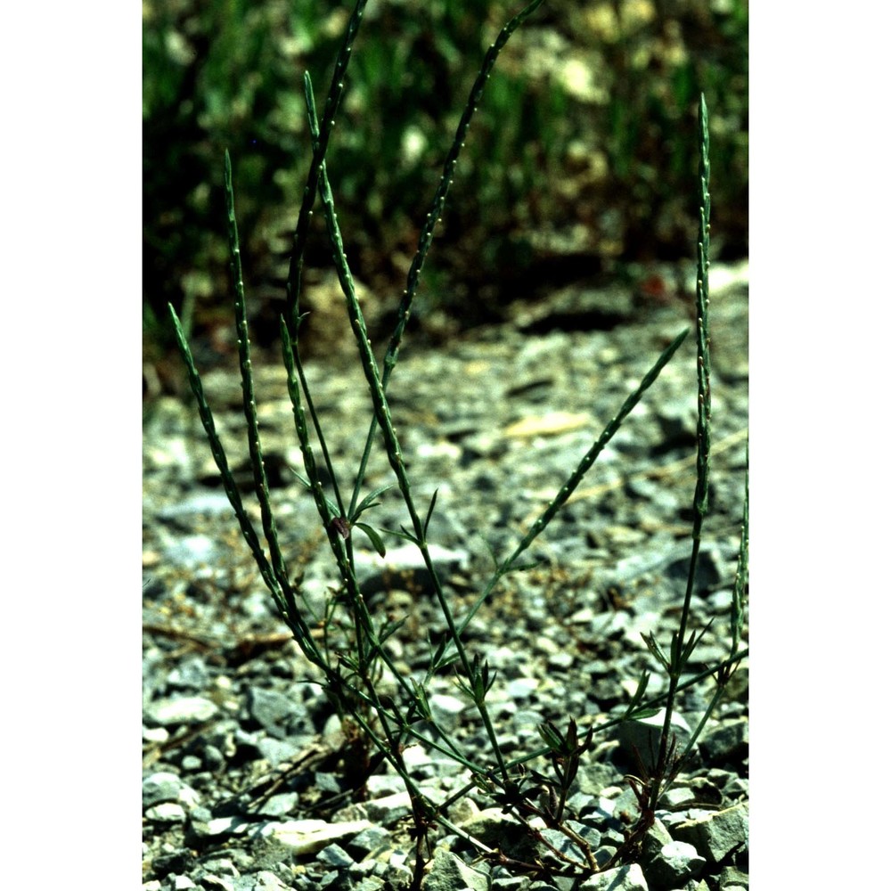 crucianella latifolia l.