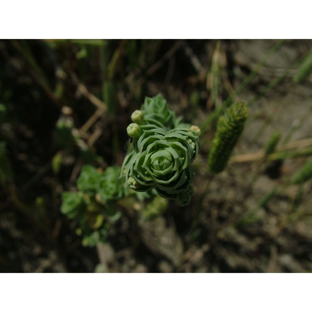 crucianella maritima l.