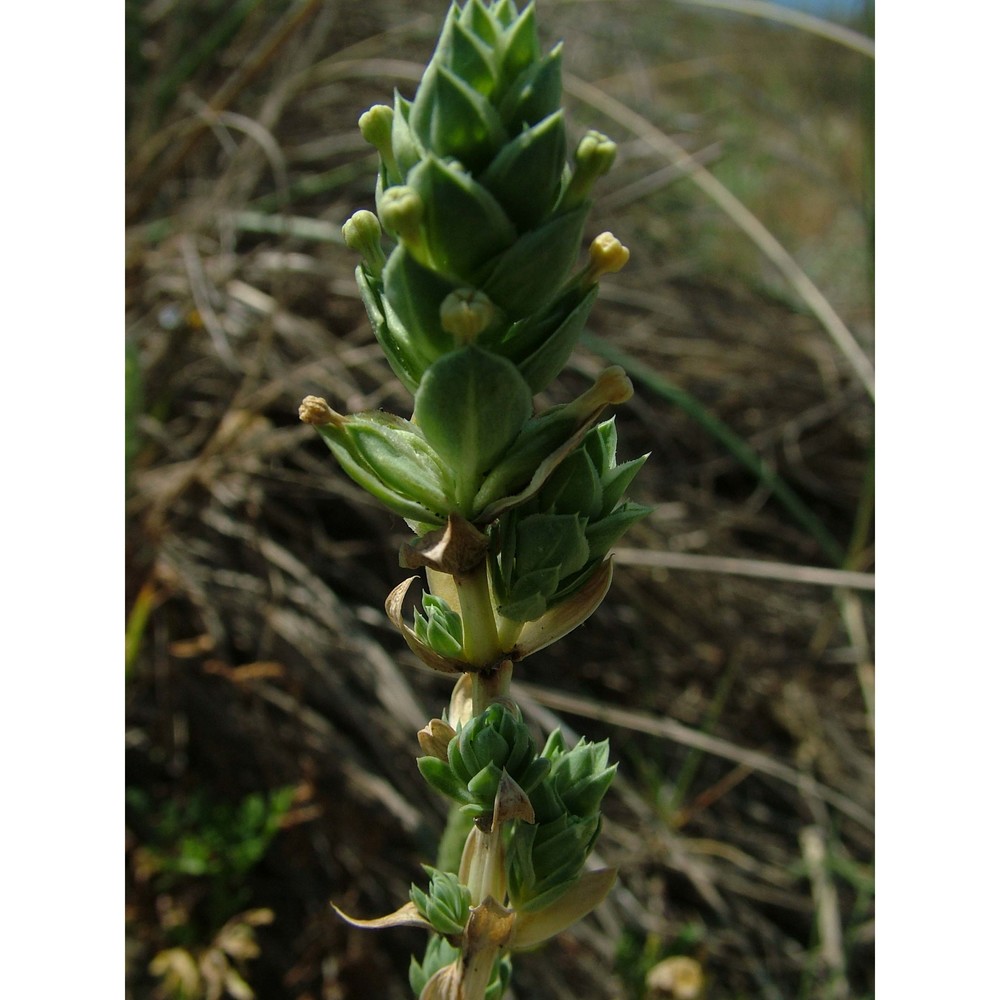 crucianella maritima l.